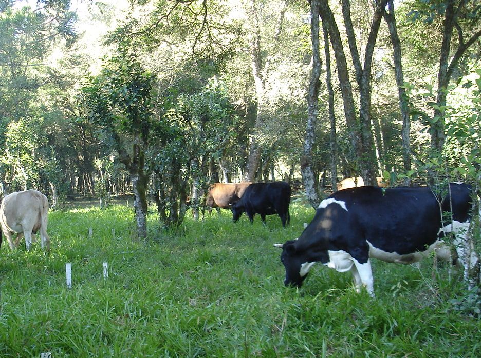 Leia mais sobre o artigo Missioneira-gigante da Epagri incrementa pastagens em Monte Castelo