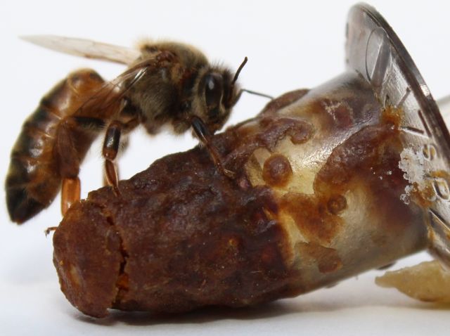 Read more about the article Publicação da Epagri ensina a selecionar e produzir abelhas rainhas