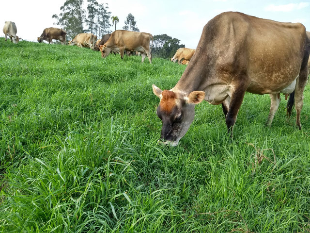 Leia mais sobre o artigo Epagri e Cravil lançam cultivar de pastagem no dia 15