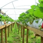 Morango semi-hidropônico: como funciona o cultivo suspenso