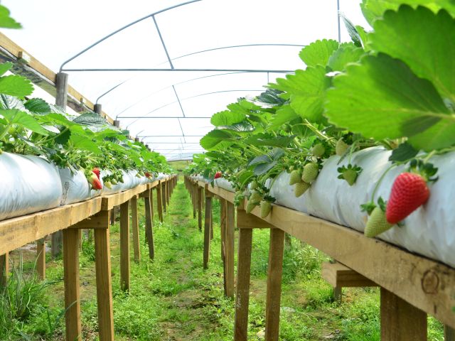 Leia mais sobre o artigo Morango semi-hidropônico: como funciona o cultivo suspenso