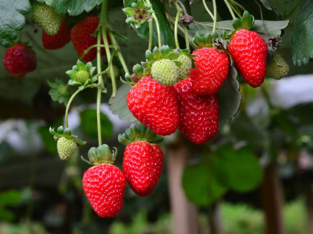 Leia mais sobre o artigo Epagri oferece curso on-line de produção de morango semi-hidropônico