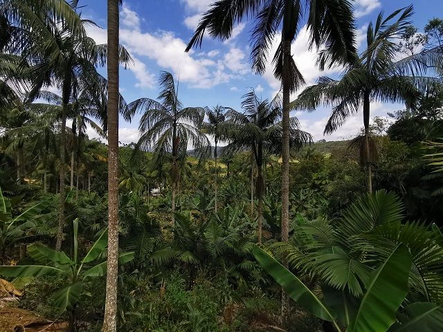 Read more about the article Produção de açaí em SC gera renda aos agricultores e preserva palmeira ameaçada de extinção