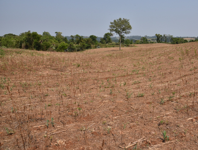 Leia mais sobre o artigo Secretaria da Agricultura e Epagri apresentam avaliação de impactos da estiagem na produção agropecuária