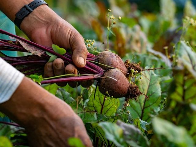 Leia mais sobre o artigo Secretaria da Agricultura lança programa de apoio aos agricultores em vulnerabilidade social e de renda