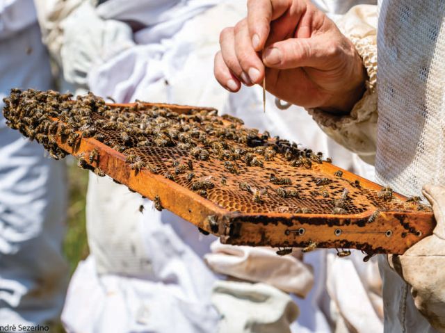 Read more about the article Epagri capacita apicultores de Guarujá do Sul e Princesa