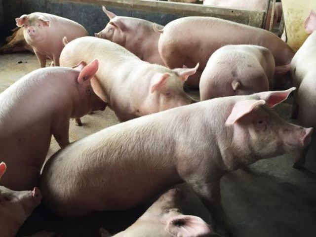 Read more about the article Exportações de carne suína superam desempenho de 2019 no estado