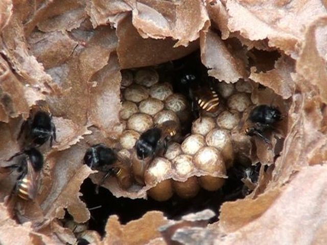 Leia mais sobre o artigo Mel de abelhas sem ferrão é regulamentado em Santa Catarina