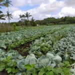 Agricultor de Itajaí experimenta consórcio de repolho com adubos verdes