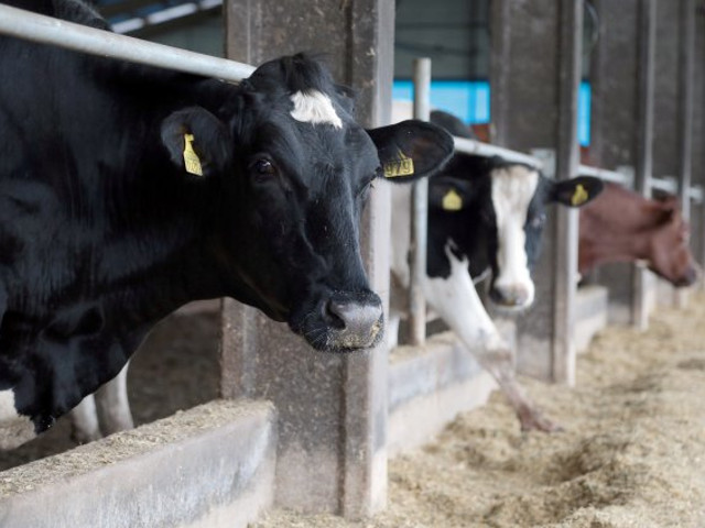 Read more about the article Estiagem SC: Governo do Estado investe R$ 10 milhões para apoiar bovinocultores