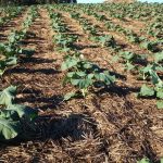Sistema de plantio direto de hortaliças prova seu valor na estiagem