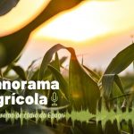 Ouça no Panorama Agrícola uma análise da safra do arroz irrigado no Sul de Santa Catarina