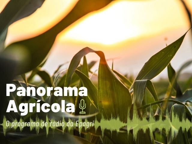 Leia mais sobre o artigo Ouça no Panorama Agrícola: pecuária de leite e sobressemeadura; fruticultura e pós-colheita