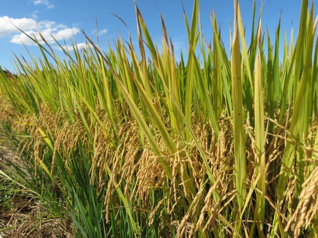 Leia mais sobre o artigo Epagri lança seu 33º cultivar de arroz na sexta-feira, 19