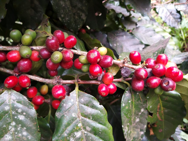 Read more about the article Pesquisa revela potencial catarinense para produzir café especial
