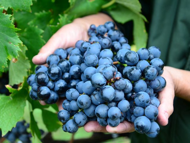 Read more about the article Safra de uva está com frutos de boa qualidade e colheita antecipada em SC