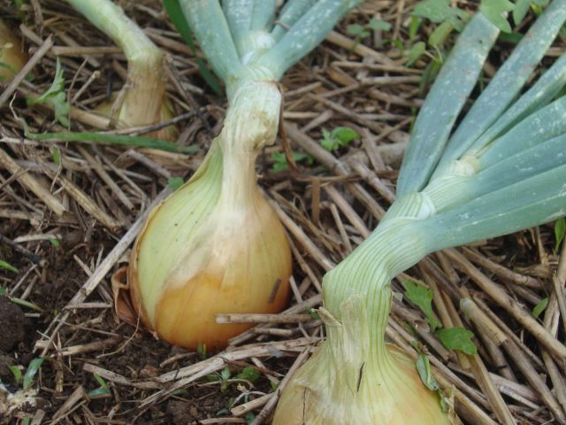 Leia mais sobre o artigo Epagri promove dois cursos on-line voltados à produção sustentável de cebola