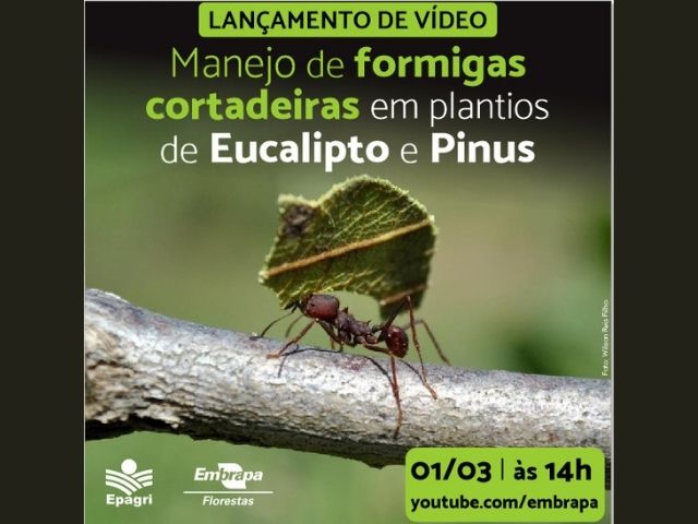 Leia mais sobre o artigo Embrapa Florestas e Epagri vão lançar vídeo técnico sobre manejo de formigas em plantios florestais