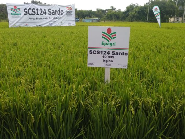 Leia mais sobre o artigo Cultivar de arroz SCS124 Sardo é destaque em evento no RS