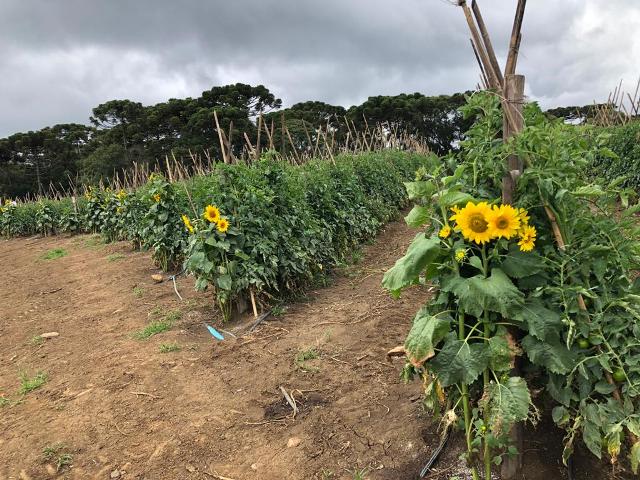 Leia mais sobre o artigo Cultivo de girassol na bordadura da lavoura ajuda no controle de pragas do tomateiro