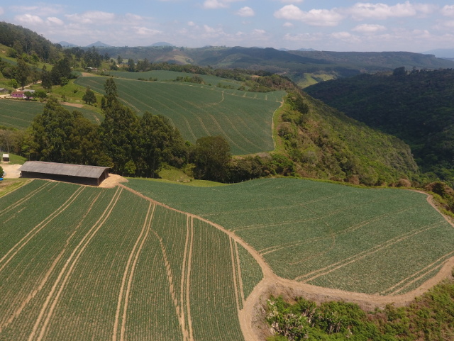 Leia mais sobre o artigo Santa Catarina tem boa safra de cebola, apesar das adversidades climáticas
