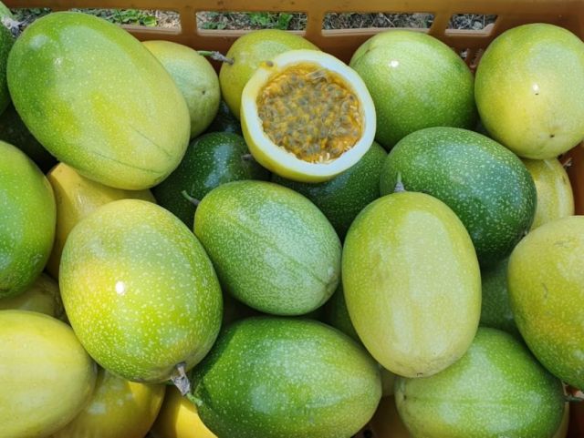 Read more about the article Maracujá catarinense: Epagri trabalha para criar protocolo de Produção Integrada da fruta