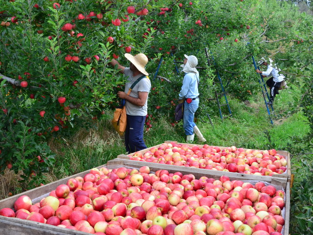 Read more about the article Epagri/Ciram lança ferramenta para previsão de colheita da maçã