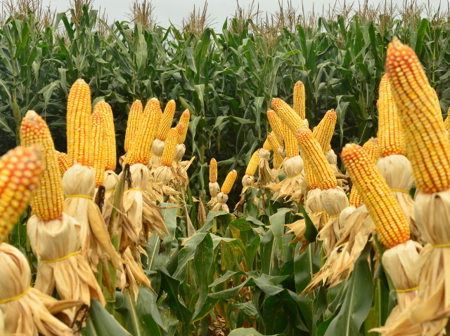 Leia mais sobre o artigo Secretaria da Agricultura inicia distribuição de 200 mil sacas de sementes de milho do Programa Terra Boa