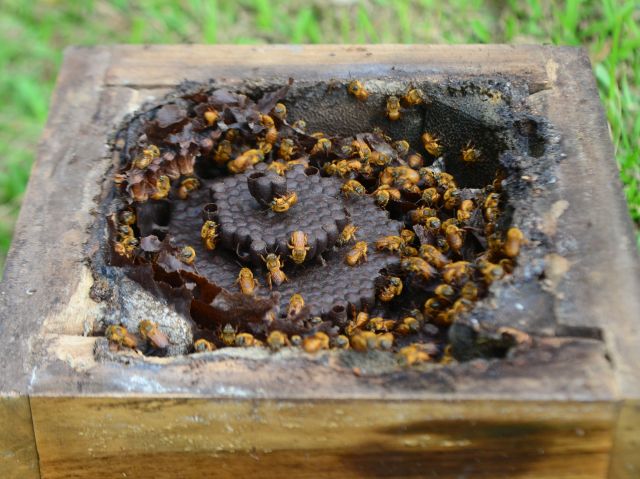 Read more about the article Inscrições abertas para curso de criação de abelhas sem ferrão em Florianópolis