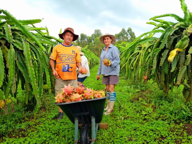 Leia mais sobre o artigo Santa Catarina vira polo de produção sustentável de pitaia