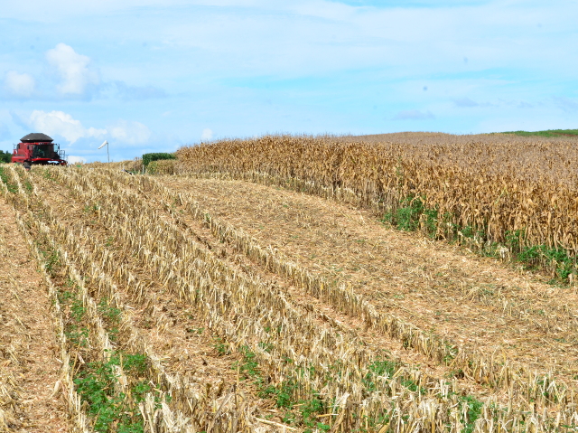 Leia mais sobre o artigo Confira análise do mercado agropecuário de Santa Catarina em maio