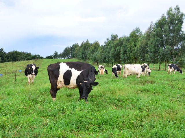 Leia mais sobre o artigo Epagri capacita  jovens rurais da Grande Florianópolis em produção de leite à base de pasto