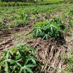 Plantio direto leva produtividade e saúde às lavouras de mandioca