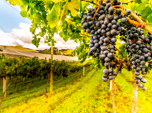 Leia mais sobre o artigo Vinhos de Altitude de Santa Catarina conquistam Indicação Geográfica