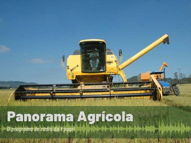 Read more about the article Produtividade de arroz apresenta alta no Sul do Estado, indica o Panorama Agrícola