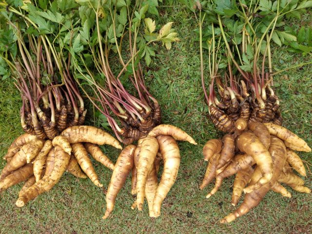 Leia mais sobre o artigo Dia de campo em Angelina apresenta o desempenho de seis novos cultivares de mandioquinha-salsa