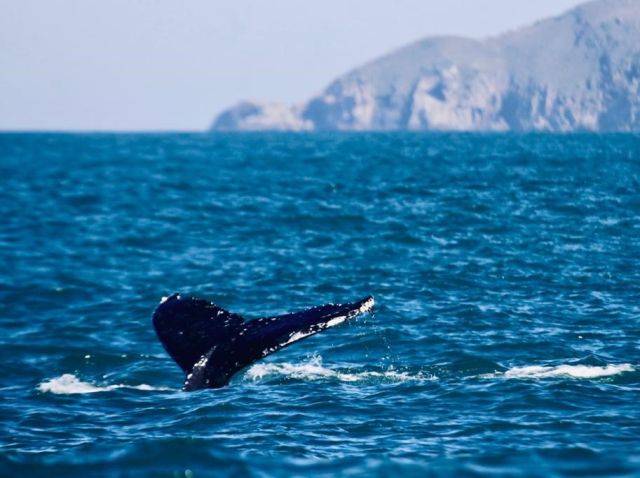 Leia mais sobre o artigo Temperatura do mar pode ter atraído baleias jubarte ao litoral catarinense
