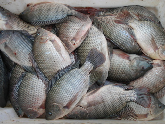 Read more about the article Como comprar ração para peixes: confira 9 dicas da Epagri