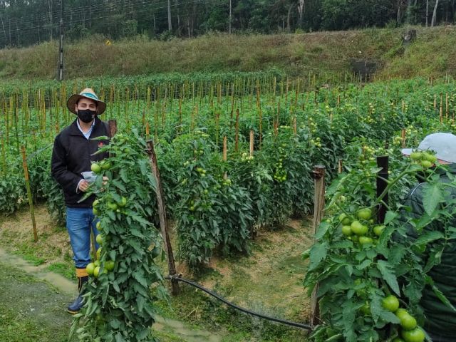 Leia mais sobre o artigo Tomate da Epagri produz até 7kg por planta e é resistente a doenças