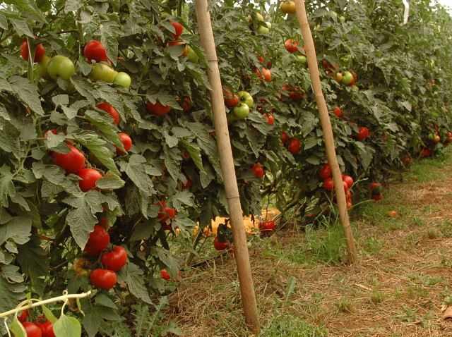 Read more about the article Tomate, morango e água para o campo em destaque no Panorama Agrícola
