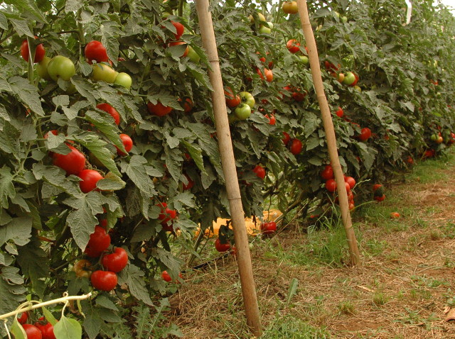 Leia mais sobre o artigo Tomate, morango e água para o campo em destaque no Panorama Agrícola