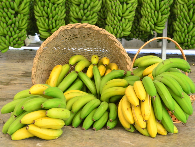 Read more about the article Pesquisa mostra que SC e PR podem dobrar a produção de banana ao melhorar o manejo nutricional das plantas