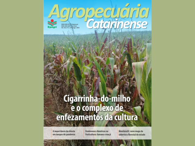 Read more about the article Revista Agropecuária Catarinense traz informações sobre a cigarrinha-do-milho e as doenças transmitidas pelo inseto