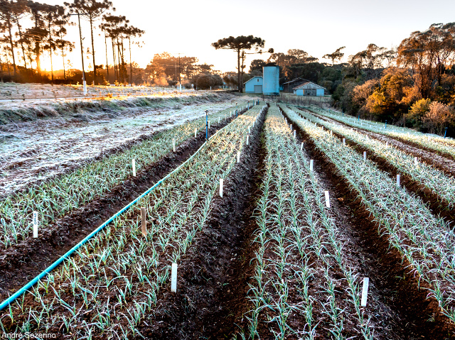 Leia mais sobre o artigo Frio intenso e geadas de julho causaram danos pontuais em hortaliças e frutas em SC