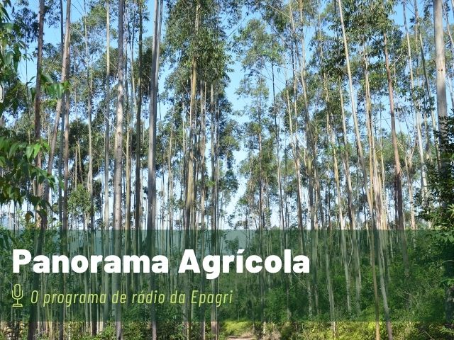 Leia mais sobre o artigo Agroecologia e pecuária estão no Panorama Agrícola ao longo desta semana