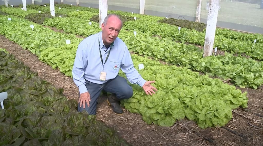 Epagri faz seleção de cultivares para a produção de sementes e mudas destinadas ao cultivo orgânico