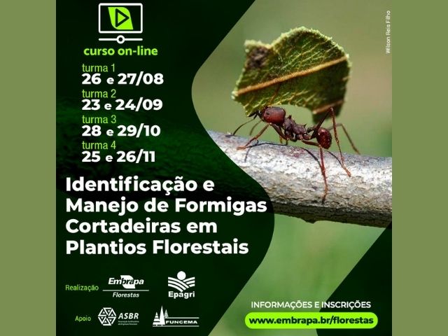 Leia mais sobre o artigo Curso orienta sobre identificação e manejo de formigas cortadeiras em plantios florestais