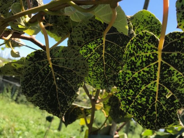 Leia mais sobre o artigo Nova doença é encontrada em pomares brasileiros de quivi