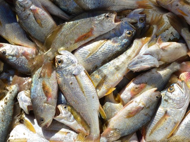 Read more about the article Epagri apoia a Semana do Pescado, de 1º a 15 de setembro