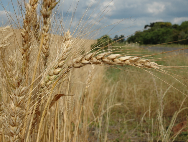 Read more about the article Boletim Agropecuário de agosto traz estimativa de aumento de 79% na safra catarinense de trigo